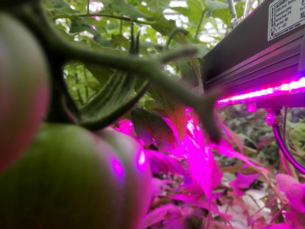 تاثیر نور مصنوعی در بهبود رشد گیاهان و شرایط نگهداری دام و طیور